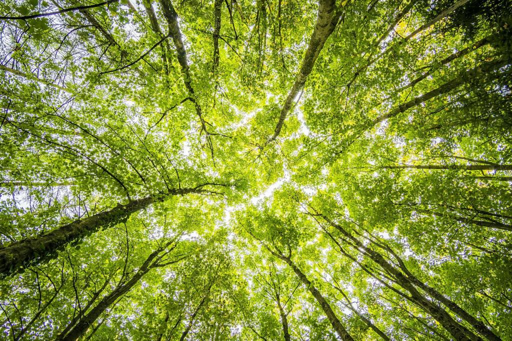 Live Long & Healthy #12 – Forest&nbsp;Bathing